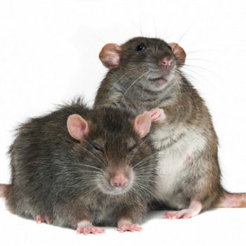 Brown Rat Norway Rat Rattus Norvegicus