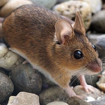 Field Mouse Wood Mouse Apodemus sylvaticus