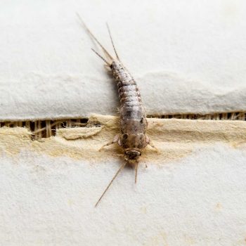 Fishmoth silverfish
