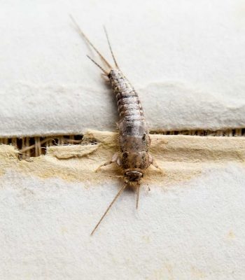 Fishmoth silverfish