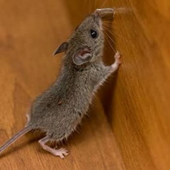 House Mouse Mus Musculus