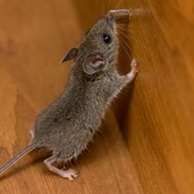 House Mouse Mus Musculus