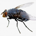 House fly pest