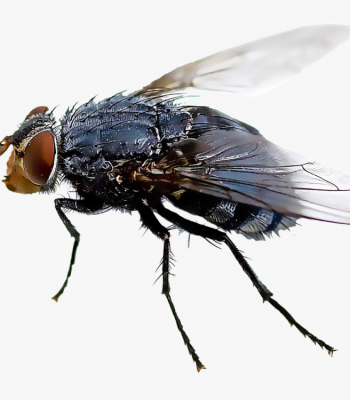 House fly pest