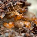 Termite Control