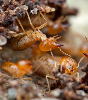 Termite Control