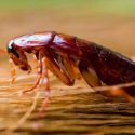 american-cockroach-in-dallas-home