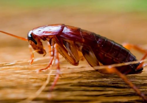 american-cockroach-in-dallas-home