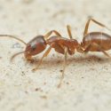 argentine ant pest