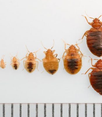 The developmental stages for bed bugs, Cimex lectularius, are, from left to right, egg, nymphal instars 1 through 5, and adult. The top adult is  female, and the bottom is male. Adults are approximately 4 to 5 millimeters long (the diameter of a pencil eraser) and eggs are about 1 millimeter (the size of a grain of sand). The scale at the base is in millimeters.