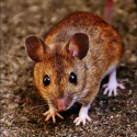 mouse rodent pest vector