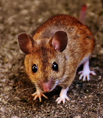 mouse rodent pest vector