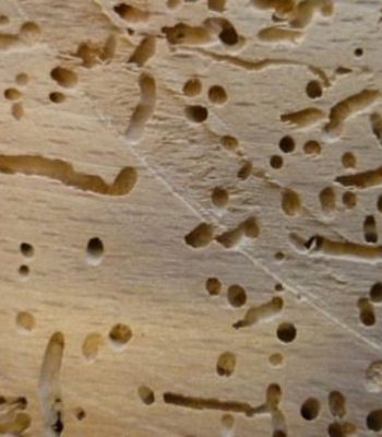 wood borer pest